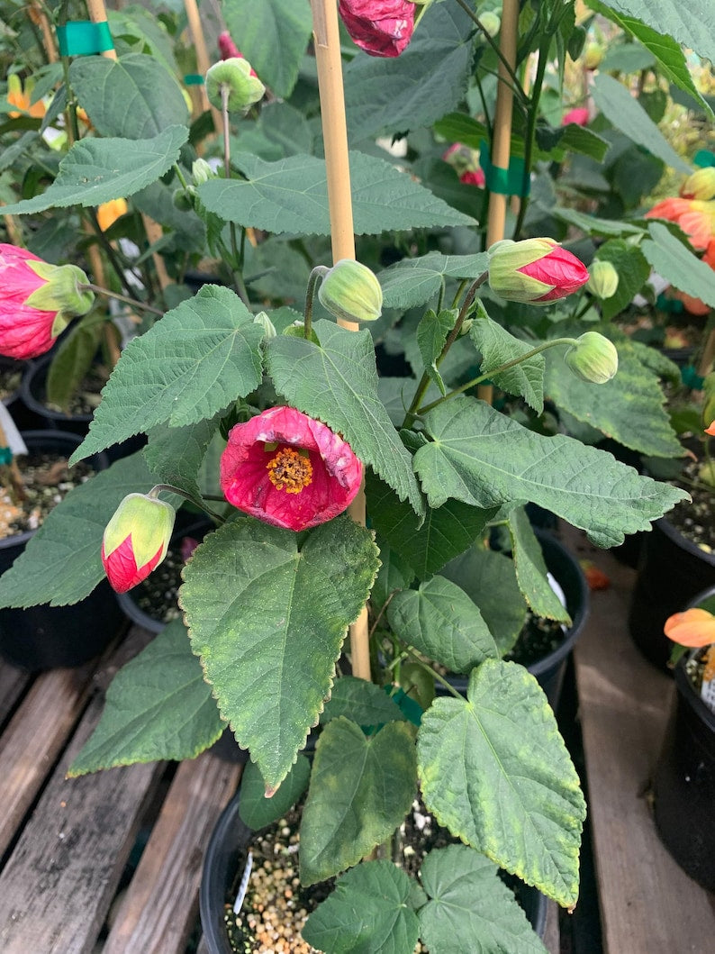 Abutilon Plant 1 Gallon Pot Tropic Rose Flowering Abutilon hybridum Indoor Garden Decor