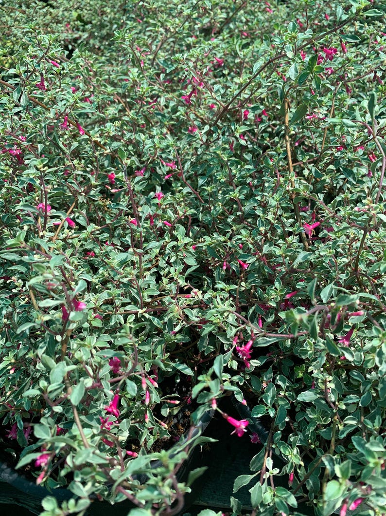 Variegated Fuchsia Plant in 6" Pot | Fuchsia thymifolia 'Variegata' | Summer to Fall Bloomer, Partial Shade Live Plant