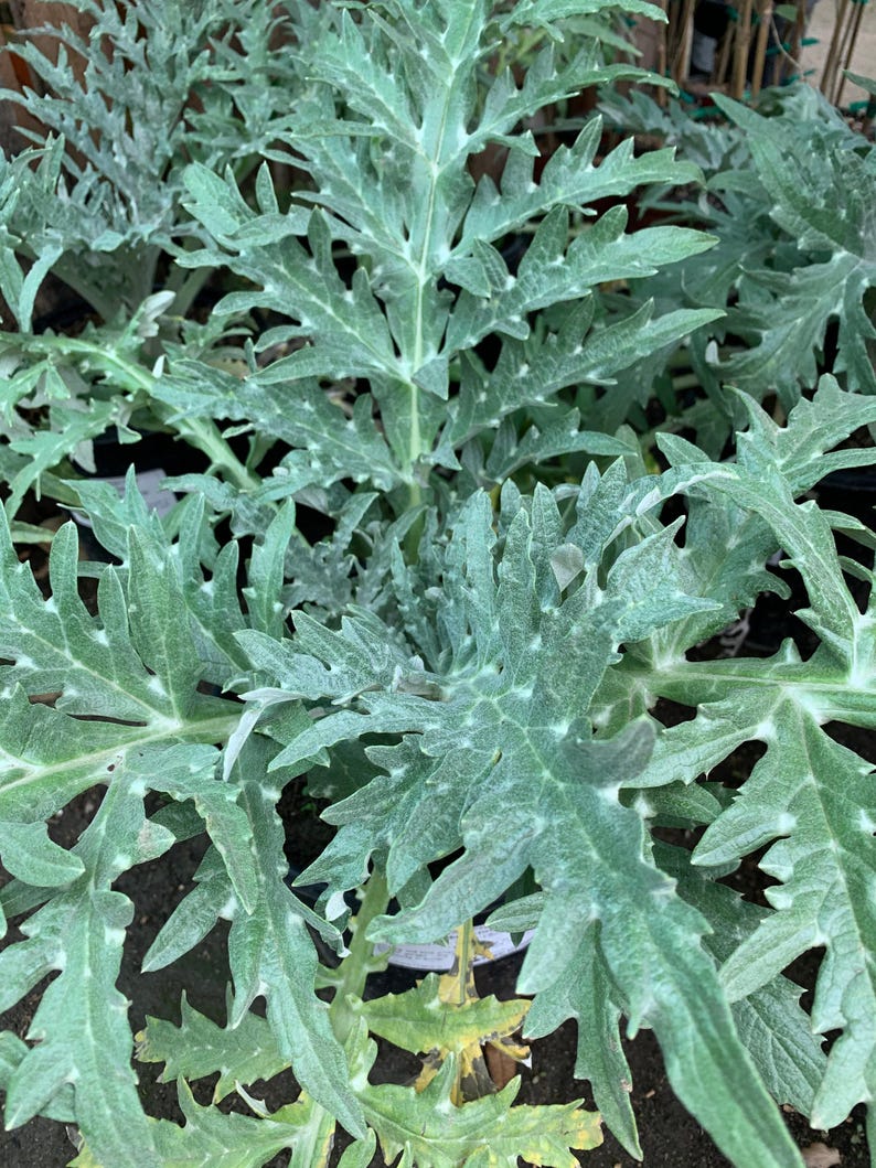 Greenglobe Artichoke Live Plant - 4" Starter in 3" Pot - Cynara scolymus - Edible Perennial Garden Plant