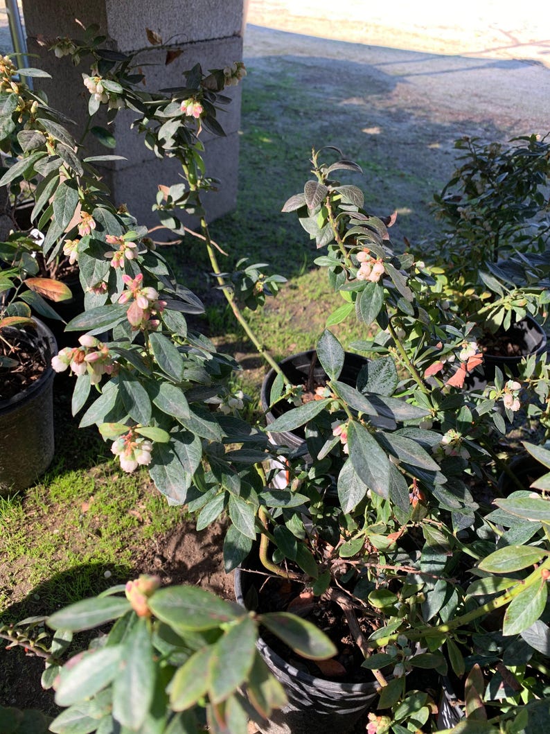 Southern Highbush Blueberry Plant in 6" Pot, Vaccinium 'Sunshine Blue' with Flowers and Fruit