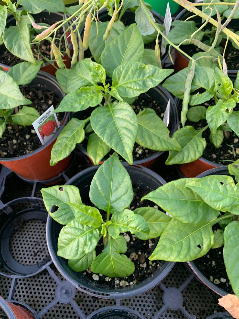 Carolina Reaper Pepper Live Plant in 3-Inch Pot – Capsicum chinense Hot Pepper for Gardening & Spicy Dishes