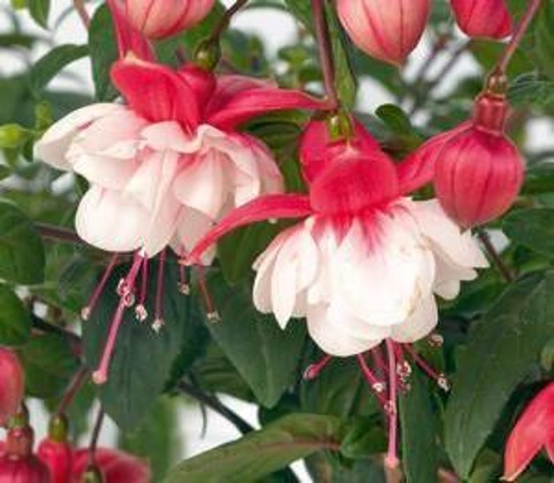 Fuchsia Live Plant in 6" Pot - Vibrant Pink and Purple Flowers, Fuchsia x hybrida for Hanging Baskets & Containers
