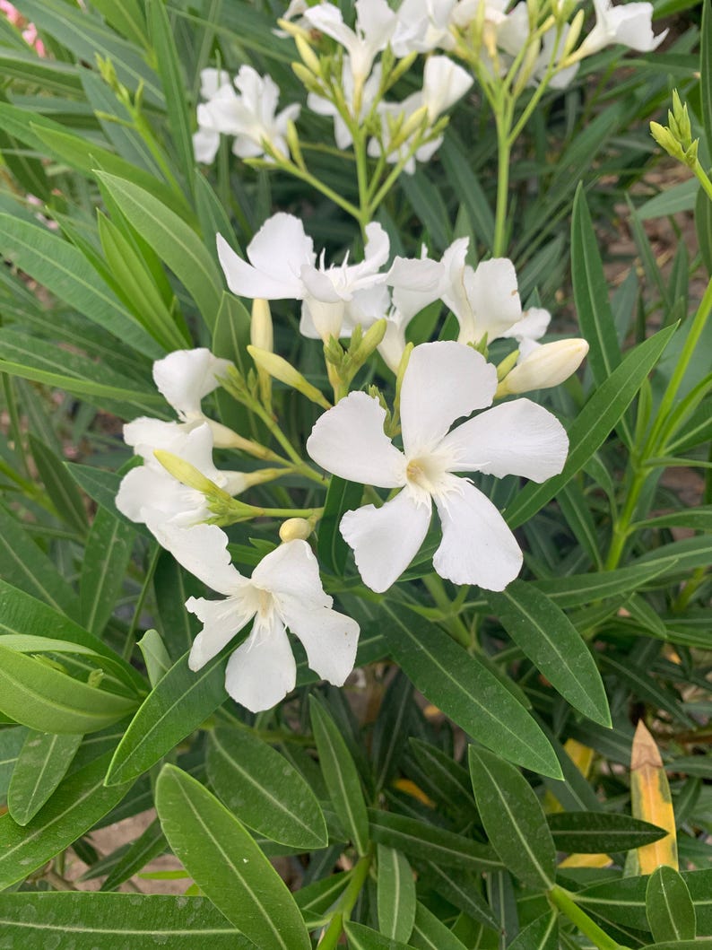 White Nerium Oleander Live Plant in 6-Inch Pot – Full Sun Hardy Shrub with White Flowers, 1-2 Feet Tall