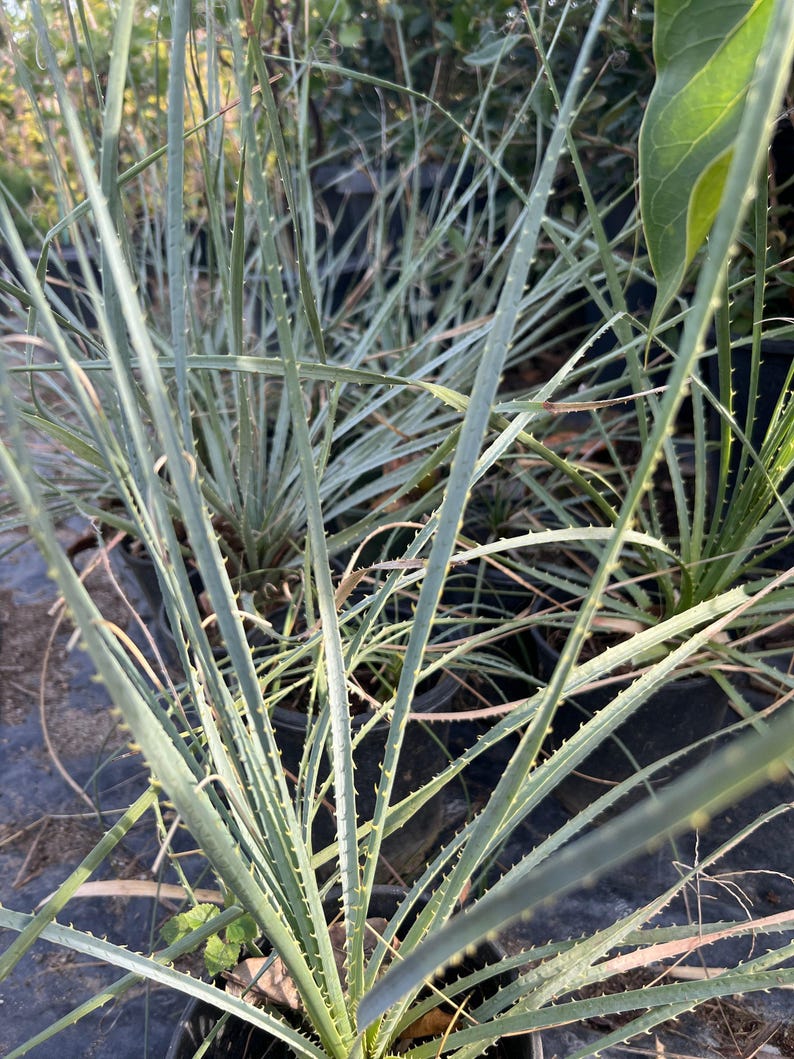 Dasylirion Wheeler Live Plant in 6" Pot | Desert Spoon with Green Flowers | Drought-Tolerant Succulent for Xeriscaping