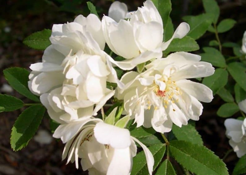 Purezza Rose Live Plant in 6-Inch Pot, Double White Rambling Rose Rosa banksiae ‘Purezza’ for Garden Trellis or Fence