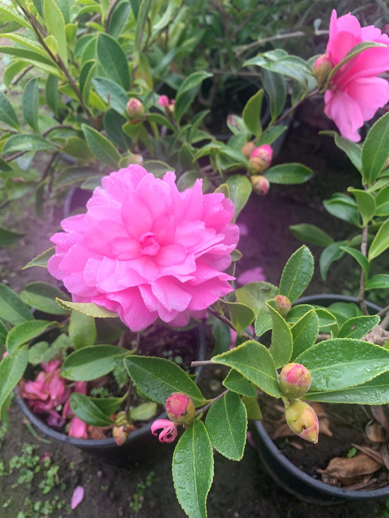 Camellia sasanqua 'Chansonette' Live Plant in 6" Pot – 1ft Tall Flowering Evergreen Shrub for Garden or Container