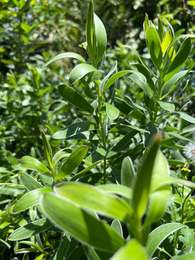 Leucadendron Safari Gold-Strike Live Plant in 6" Pot – Bright Yellow Foliage, Drought Tolerant, Winter Color, Garden or Indoor