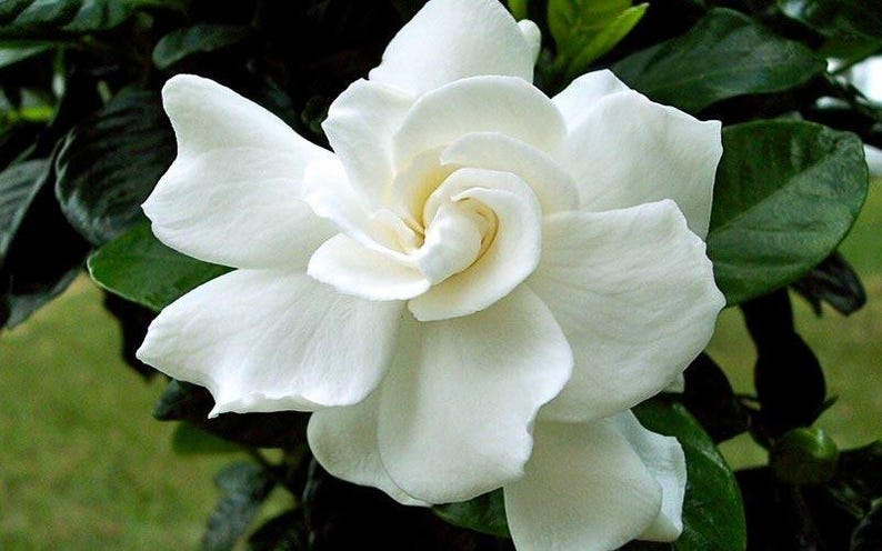 Gardenia Plant 1-2 ft August Beauty Fragrant Flowers Gardenia jasminoides in 1-Gallon Pot Evergreen Shrub for Hedges or Containers
