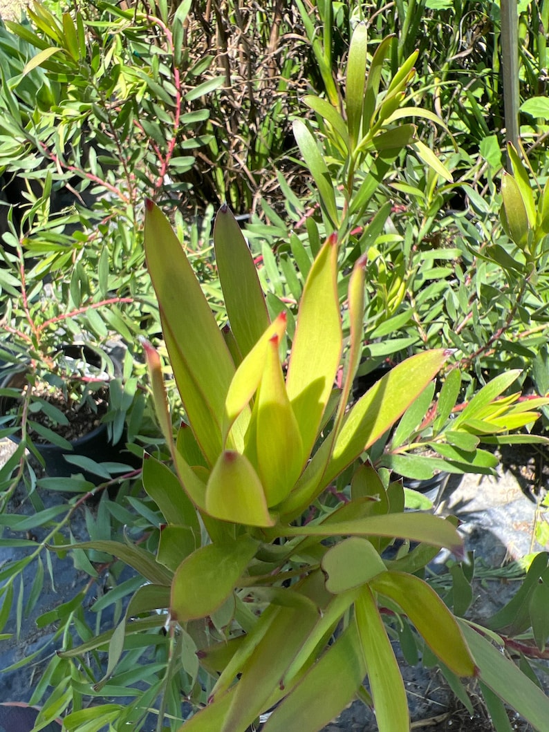 Leucadendron Rising Sun Plant 1ft in 6" Pot | Compact Evergreen Shrub with Red Bracts | Leucadendron salignum