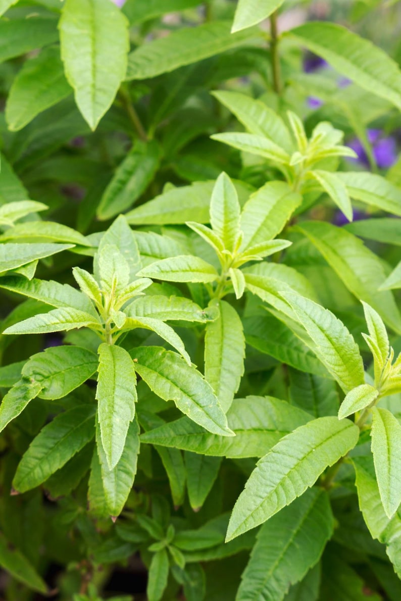 Lemon Verbena Plant in 6" Pot - Aloysia triphylla - Aromatic Herb for Gardens & Indoor Use