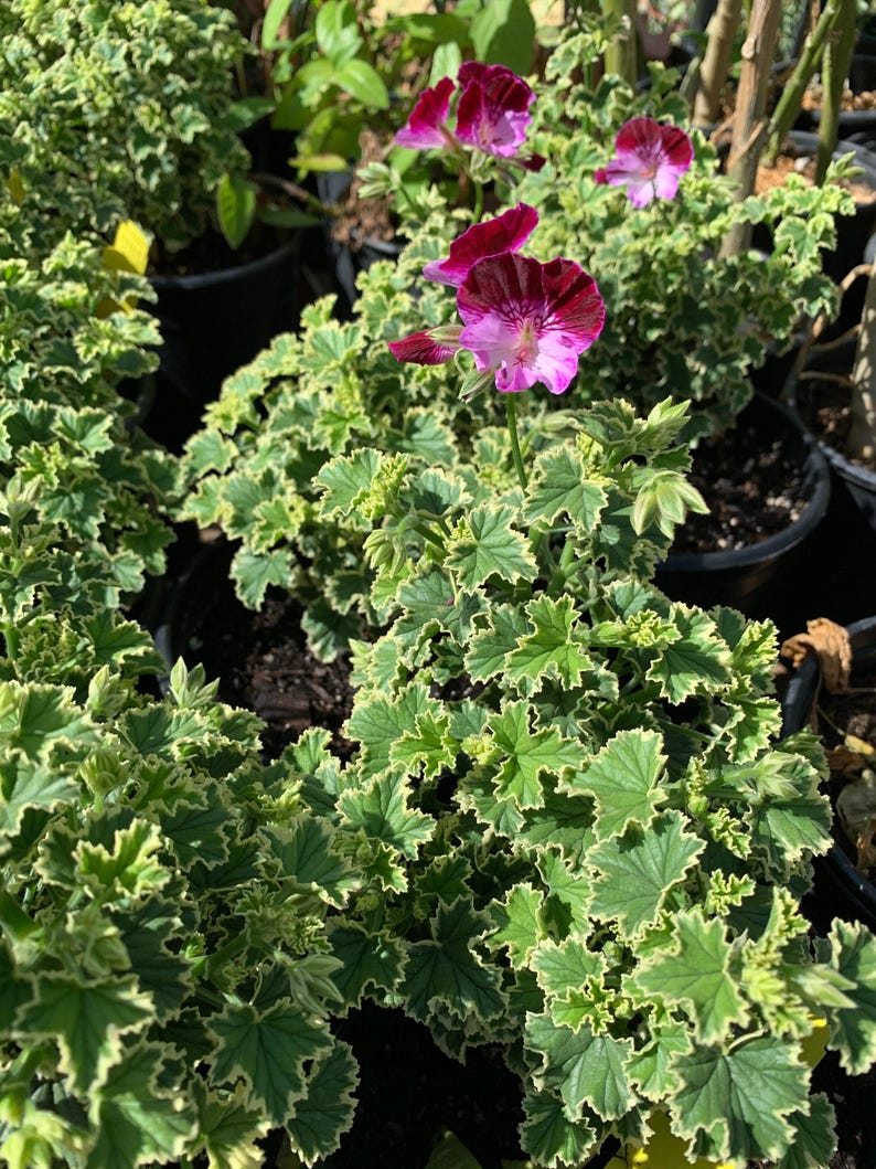 Pelargonium Oldbury Duet Live Plant in 1-Gallon Pot – Vibrant Flowers, Full Sun to Part Shade, Drought Tolerant