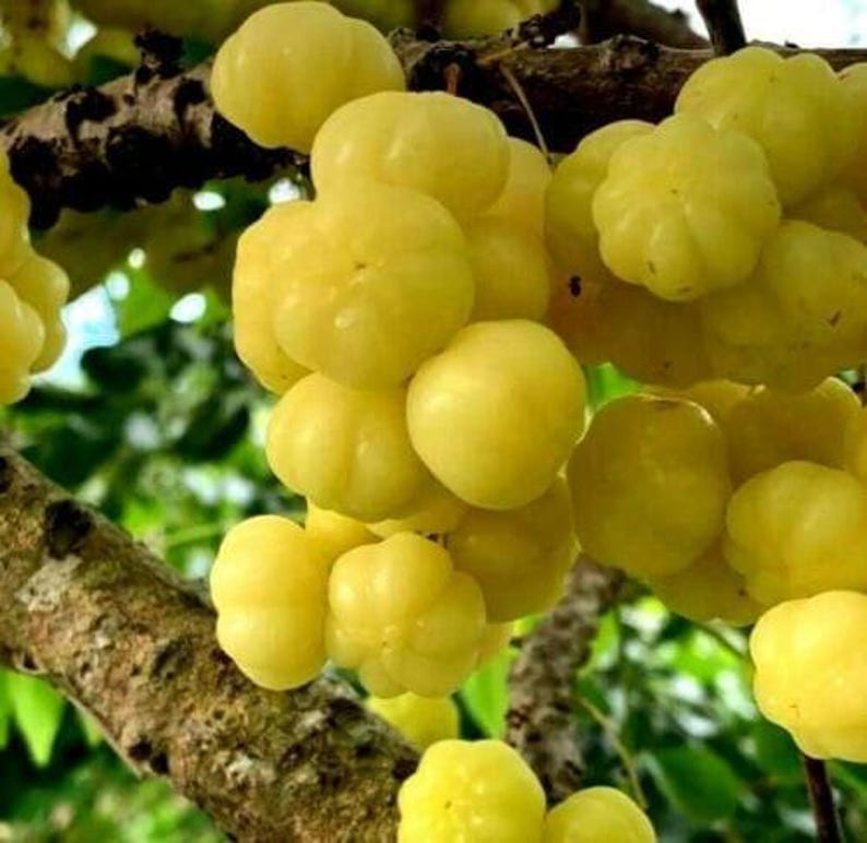 Tropical Gooseberry Plant in 6" Pot – Chùm Rút Physalis angulata – Edible Fruit, Exotic Garden, Indoor or Outdoor
