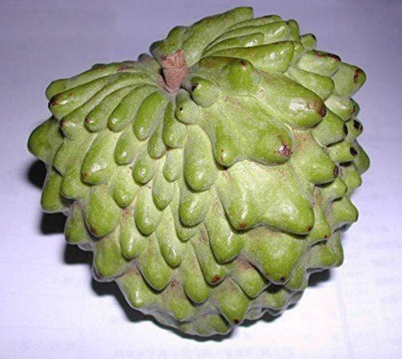 Atemoya Fruit Tree - 1 Gal Pot - Geffner Variety - Live Plant with Good Roots - Annona squamosa x cherimola