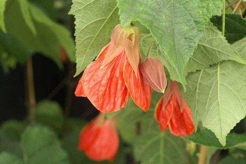 Abutilon Plant 'Christina' Live 6-inch Pot Flowering Maple with Bright Orange Blooms, Indoor/Outdoor Gardening