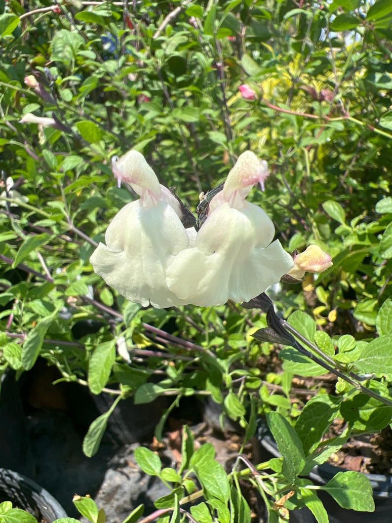 Salvia Plant in 6" Pot - Glimmer Cream Flowers - Salvia microphylla x greggii Live Plant for Garden, Border, or Container