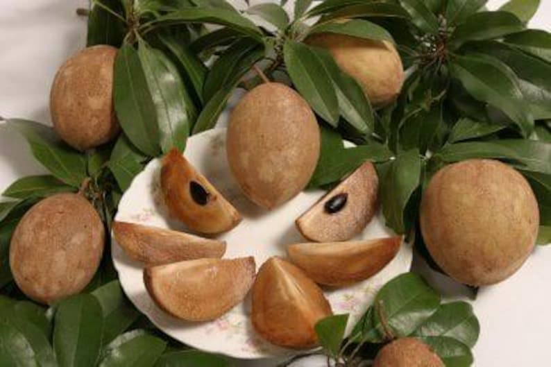 Sapodilla Plant in 3-Gallon Pot | Manilkara zapota Tropical Fruit Tree for Home Garden