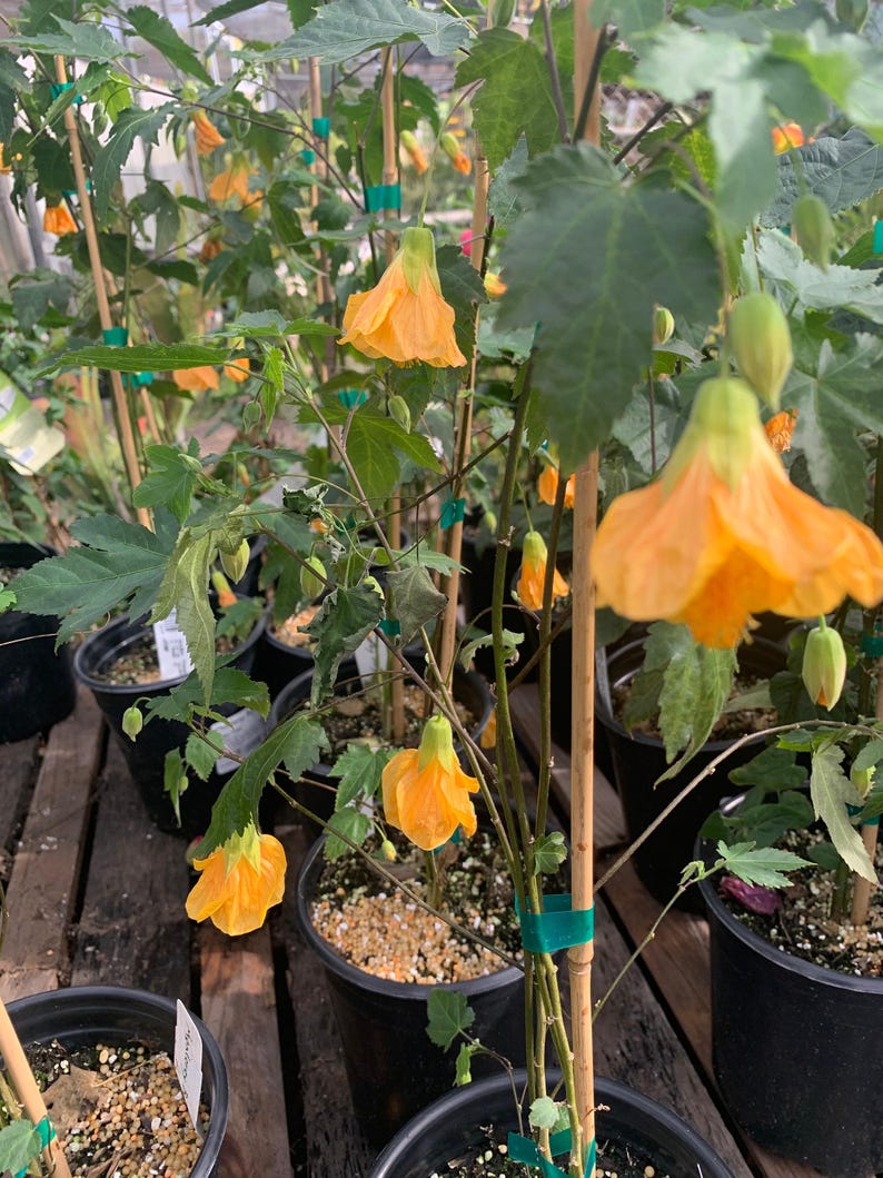 Abutilon 'Frieda' Plant - 1 Gallon Pot, Flowering Indoor/Outdoor Tropical, Compact Bush, Abutilon hybridum