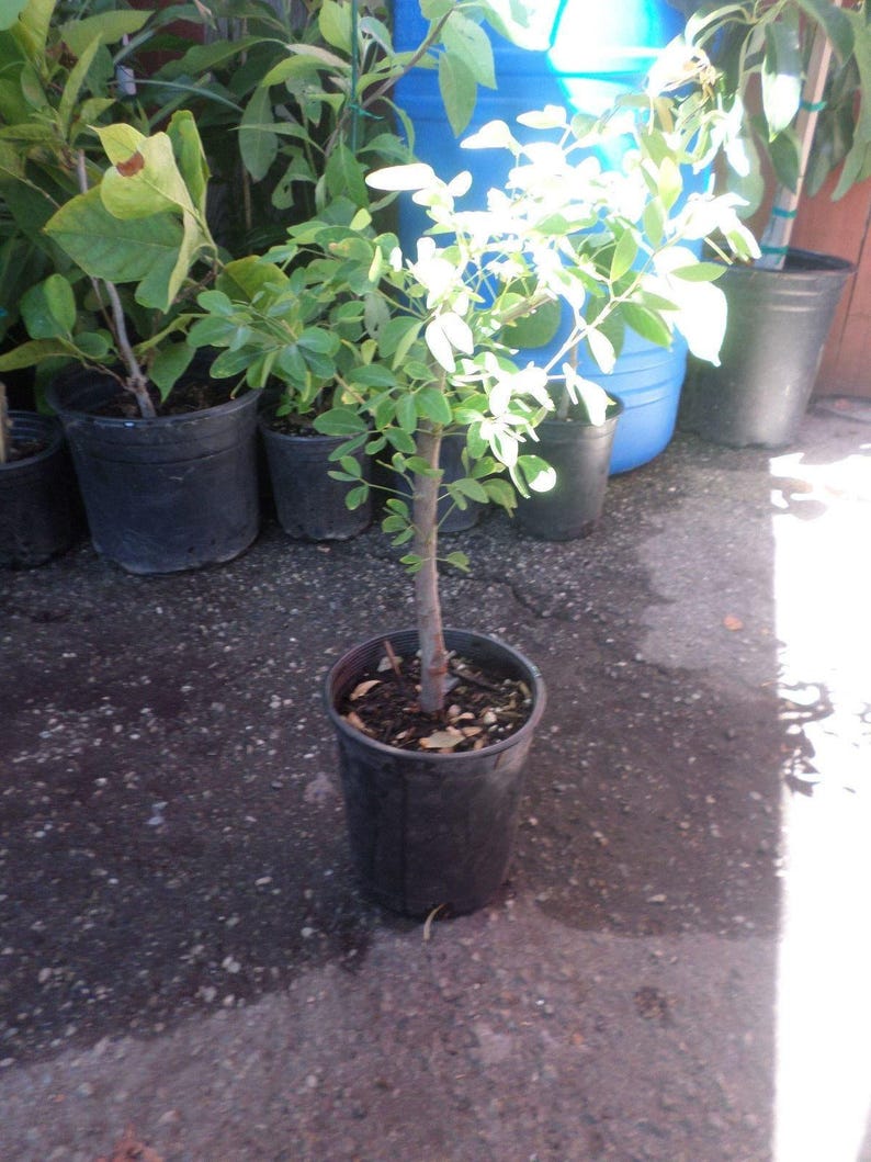 Guamuchil Tree Plant - 2-3 Feet Tall - Edible Pods, Drought Resistant, Pithecellobium dulce in 3-Gallon Pot