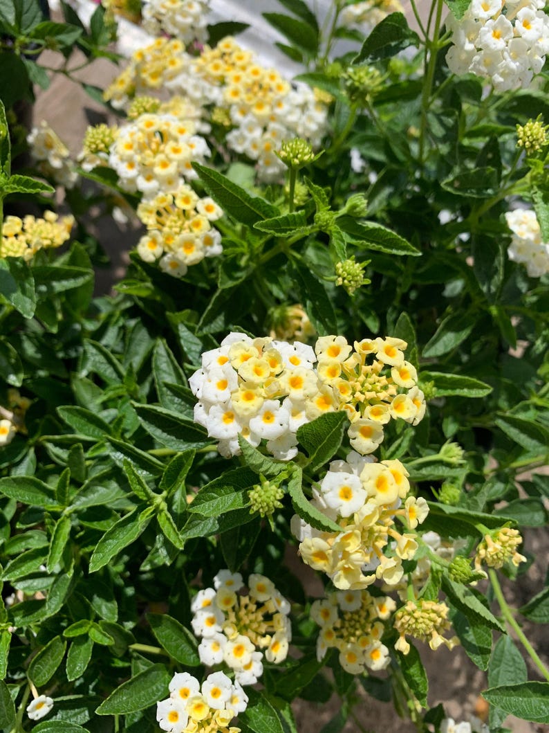 Lantana Plant in 1 Gallon Pot - Light Yellow Flowers - Full Sun Tolerant - Lantana camara Garden Shrub