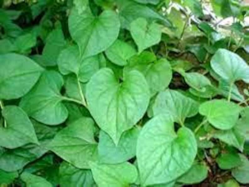 Fish Mint Plant - Live Herb in 6" Pot - Houttuynia Cordata - Culinary & Ornamental Herb for Indoor & Outdoor Gardens