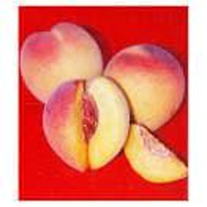 Peach Plant 6" Pot Red Baron Self-Fruitful Prunus persica with Red Blossoms and Juicy Yellow Freestone Fruit