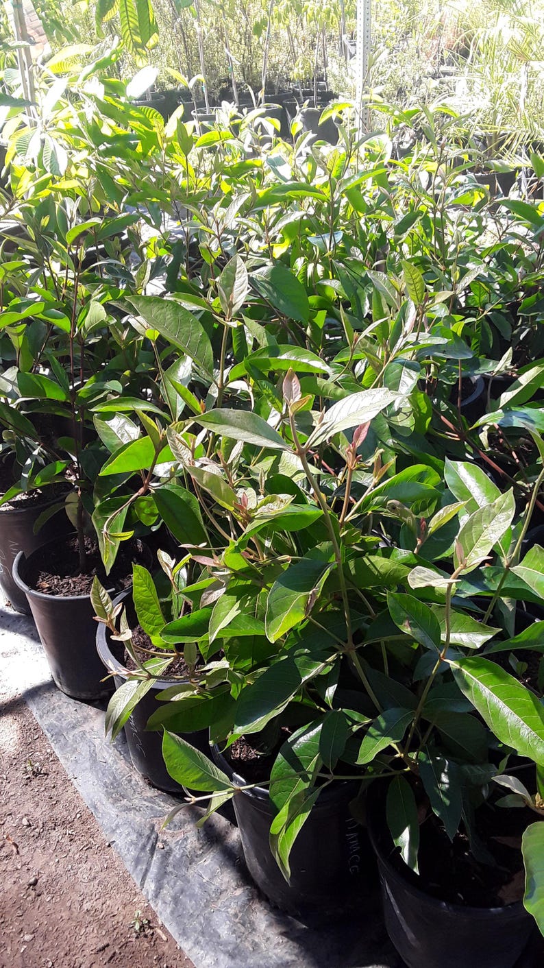 Ice Cream Bean Tree 2ft Tall in 3-Gallon Pot, Edible Fruit, Inga edulis, Paterna, Fast-Growing, Drought-Tolerant, Small Space Garden