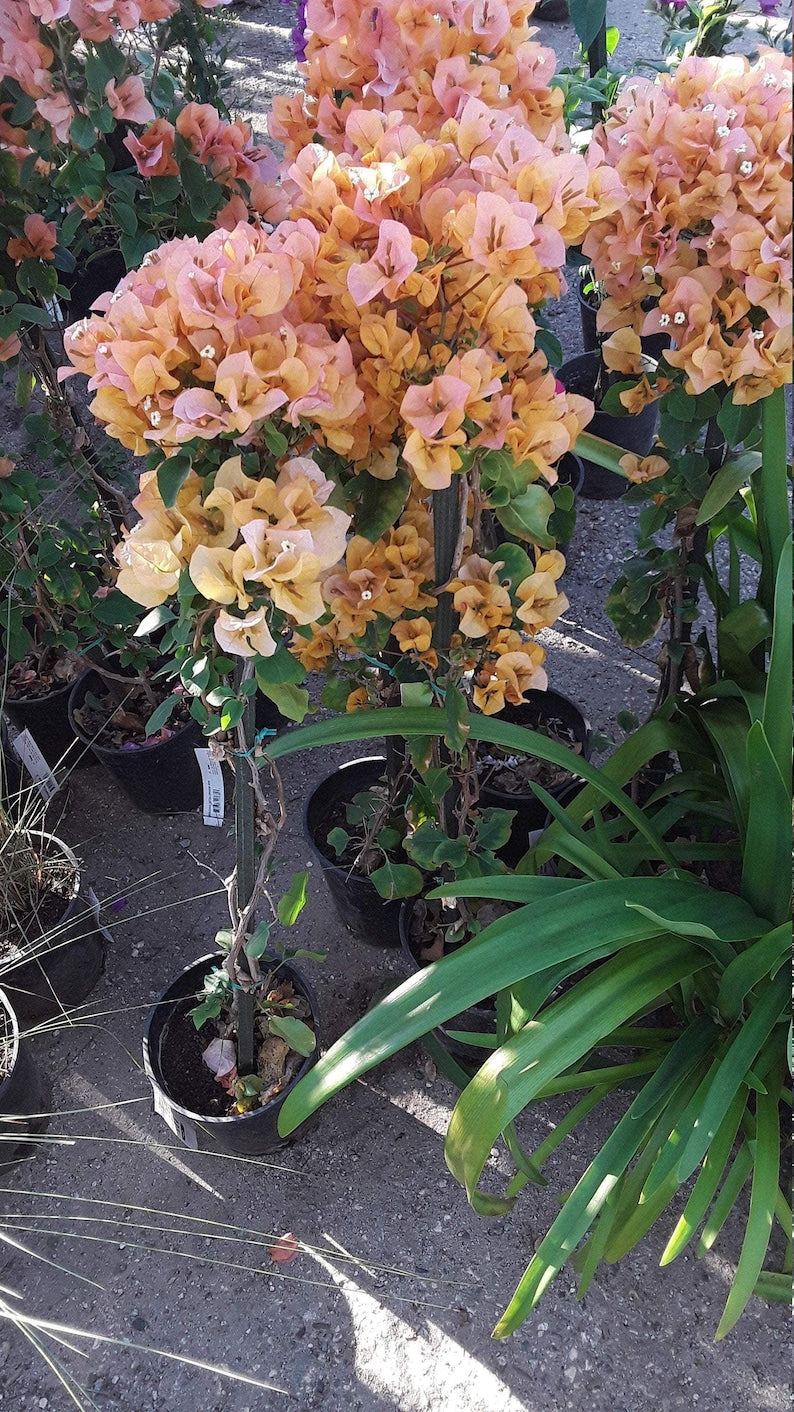 Bougainvillea Plant 1 Ft Tall Orange 'Fire Opal' in 6" Pot - Vibrant Flowering Vine for Hanging Baskets