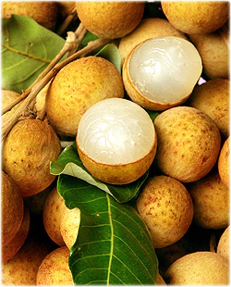 Kohala Longan Live Tree in 3-Gallon Pot – Dimocarpus longan – Aromatic Sweet Fruit – Tropical Fruit Tree