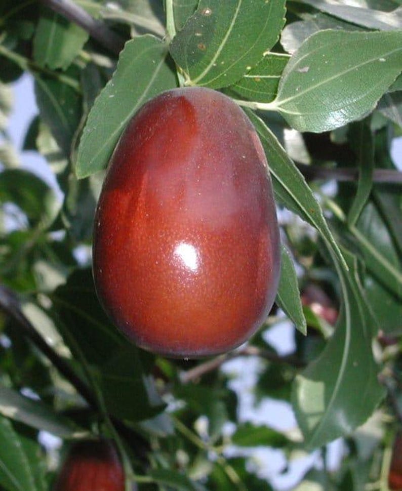 Grafted Lang Jujube Tree - 3-Gallon Pot - Pear-Shaped Fruit - Ziziphus jujuba