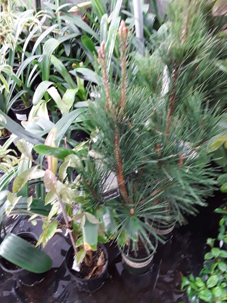 Japanese Black Pine Live Plant - 2 to 3 Feet - Pinus thunbergii - Hardy Evergreen in 3-Gallon Pot for Bonsai & Landscaping