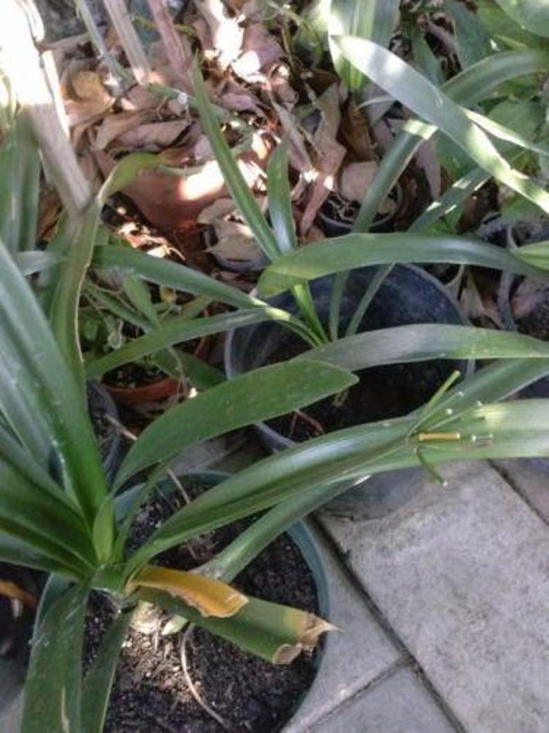 Clivia Miniata 'Solomone' Live Plant in 1 Gal Pot – Yellow Clivia with Bold Leaves & Creamy Flowers