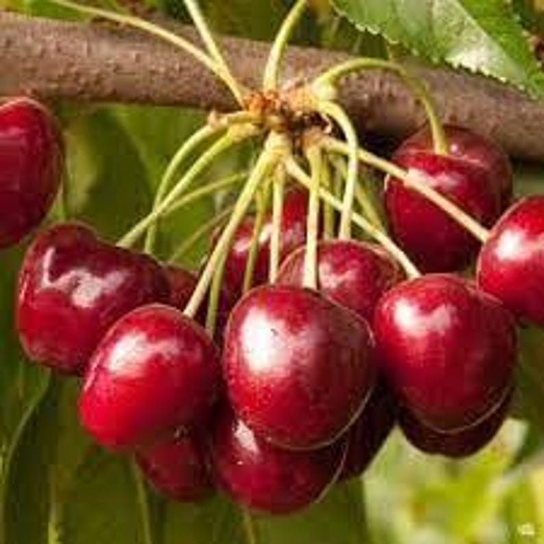 Grafted Cherry Tree 3-Gallon Pot Royal Crimson Prunus avium Self-Fruitful Large Crimson Fruit
