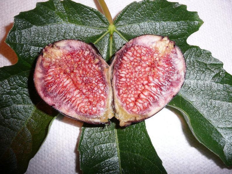 Fig Plant Violeta de Bordeaux - 3 Gallon Pot - Ficus carica with Sweet Purple-Black Fruit