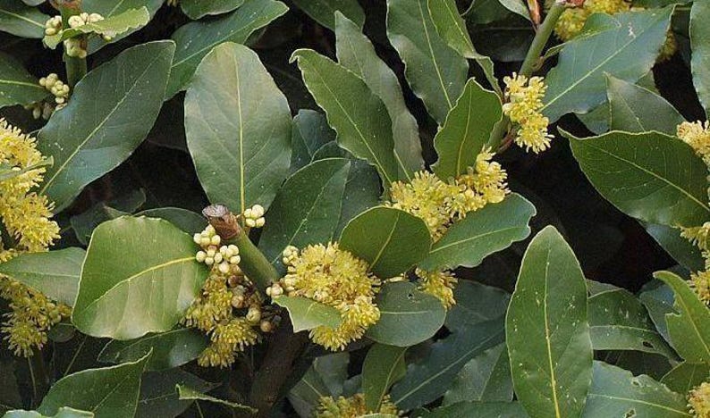 Bay Leaf Starter Plant - 3-6 Inches Tall - Aromatic Culinary Herb Laurus nobilis in 3" Pot