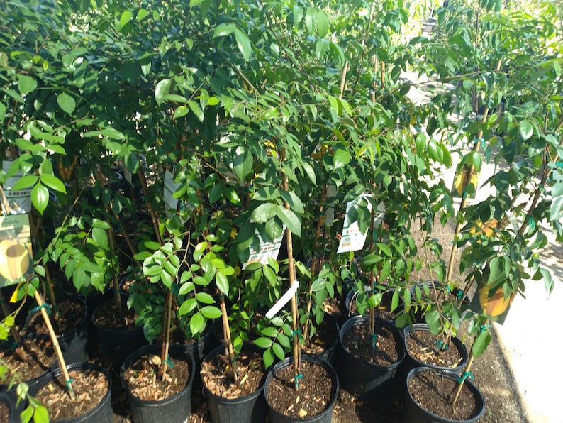 Carambola Star Fruit Tree 3-Gallon Pot | Kari Variety | Sweet Citrus Flavor | Tropical Fruit Plant | Averrhoa carambola