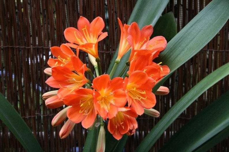 Clivia Miniata Live Plant in 1-Gallon Pot, Orange Hybrid, Evergreen Foliage, Vibrant Flowers