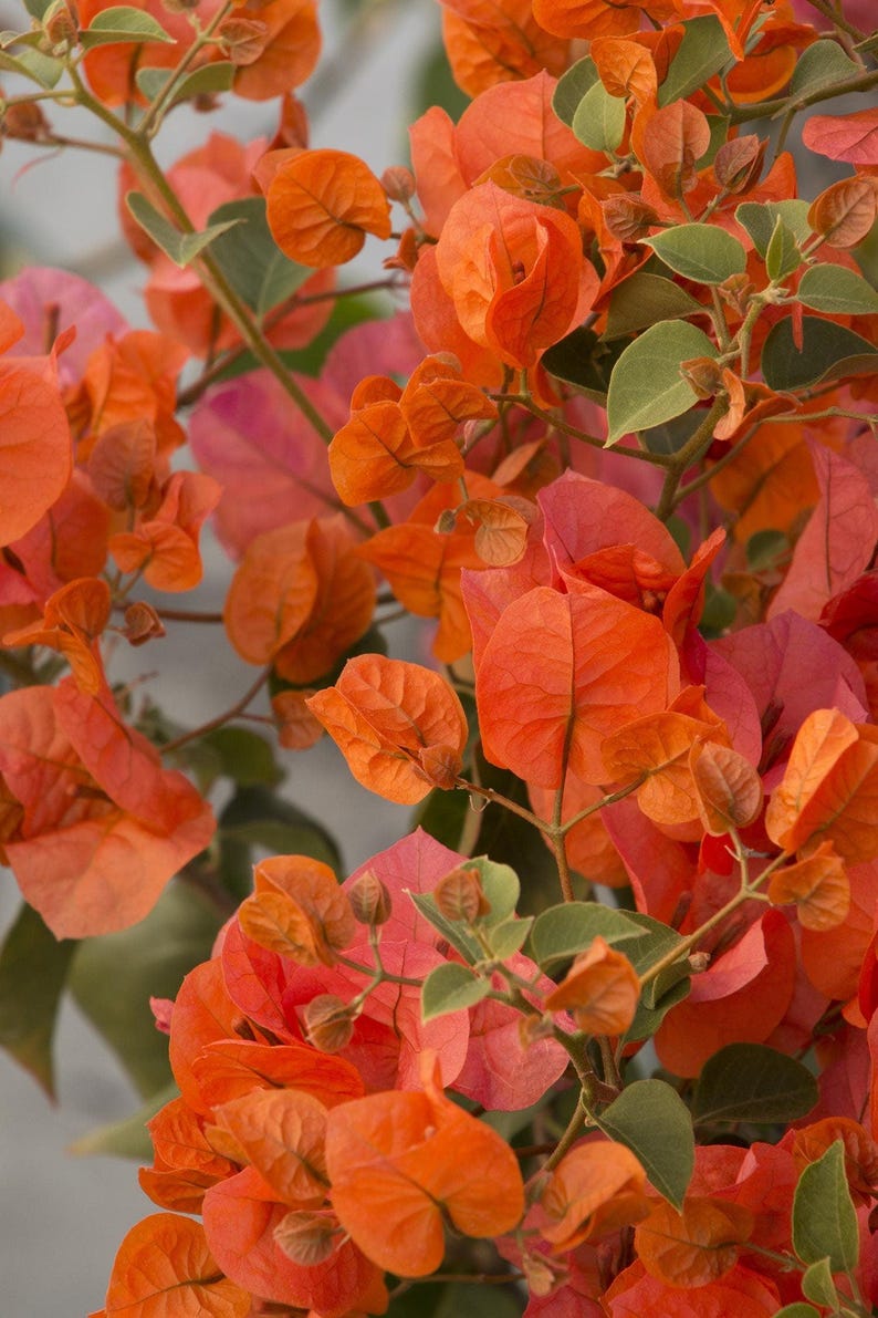 Bougainvillea Plant 1-2 Feet Tall Orange King in 3-Gallon Pot Tropical Flowering Vine
