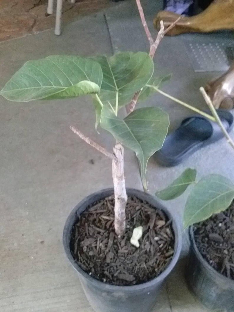 Bodhi Plant Ficus Religiosa - Live Sacred Fig Tree in 6-Inch Pot - Bonsai Suitable Indoor Outdoor Plant