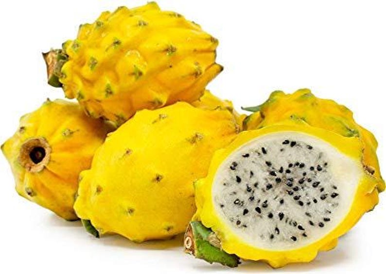 Yellow Dragon Fruit Plant - 1ft Tall Live Hylocereus megalanthus in 6" Pot for Indoor & Garden Growth
