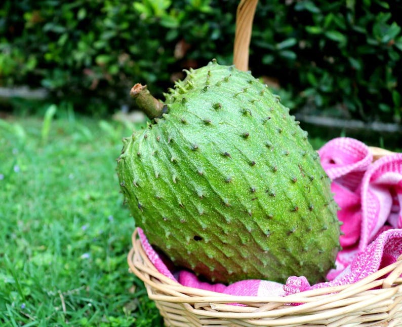 Soursop Starter Plant in 6" Pot - Annona muricata - Tropical Fruit Tree with Unique Flavor