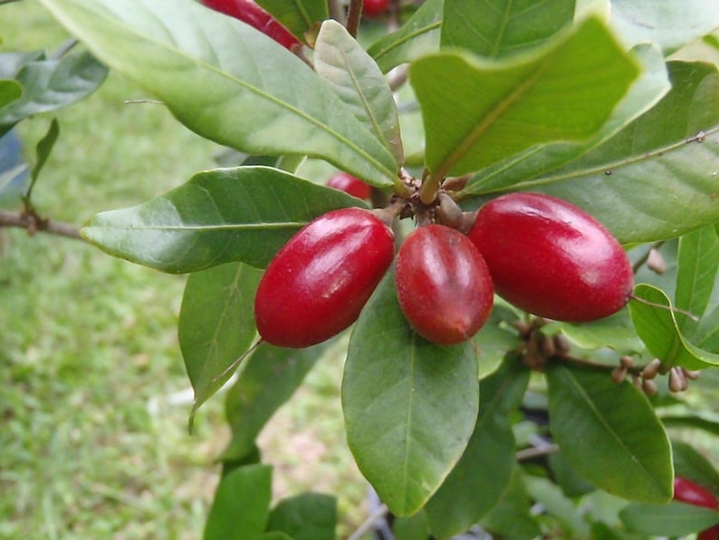 Miracle Berry Fruit Tree Live Plant in 3-Gallon Pot | Synsepalum dulcificum | Edible Miracle Berries