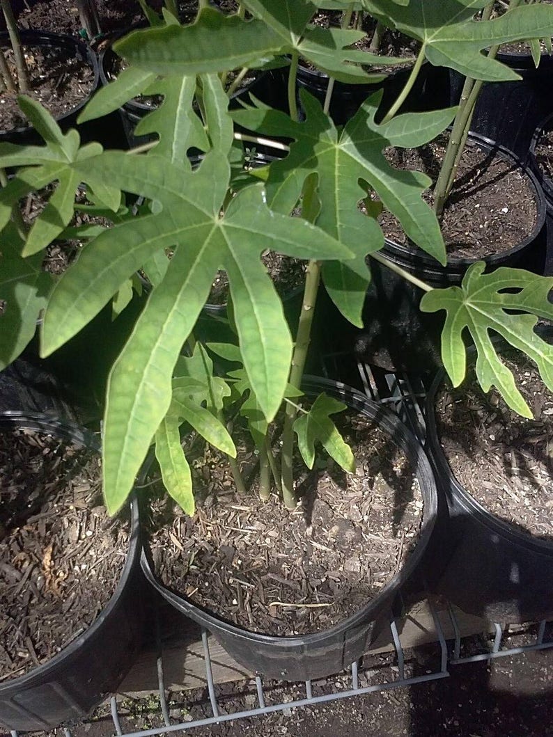 Mexico Papaya Plant - 1' Tall in 6" Pot - Carica papaya Tropical Fruit Tree for Garden & Indoor Growth