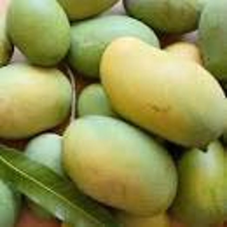 Mallika Mango Tree Live Plant - Grafted, 1-2 Feet Tall, Mangifera indica, Disease-Resistant, Full Sun, 3-Gallon Pot