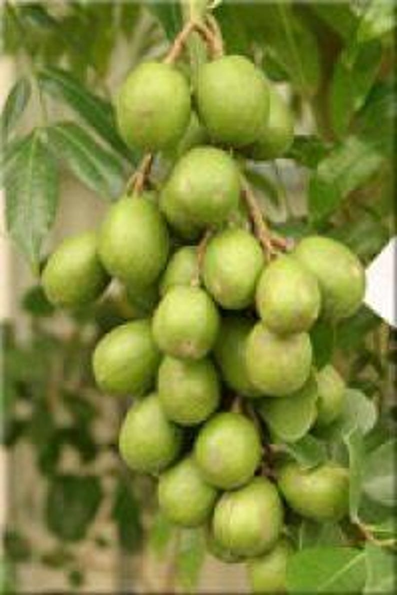 June Plum Tree - Dwarf Ambarella Fruit Plant - Fast Growing Spondias dulcis in 3-Gallon Pot