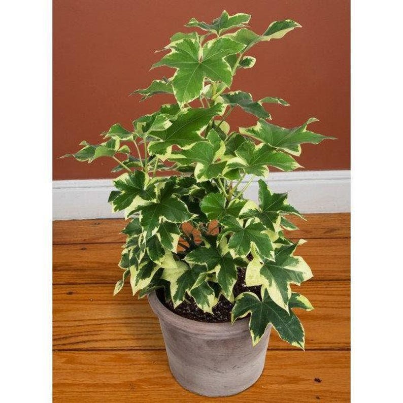 Variegated Tree Ivy Plant - 1 Foot Tall in 6" Pot - Fatshedera lizei variegata - Indoor Low Light Houseplant