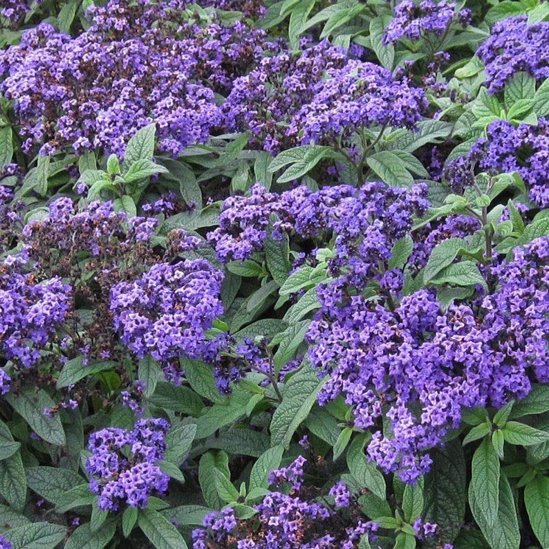 Heliotrope Marino Blue Plant - Fragrant Flowers in 1 Gallon Pot, Easy to Grow, Deer Resistant