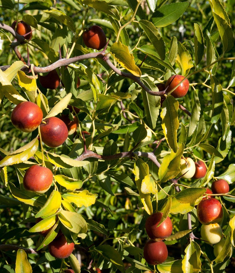 Contorted Jujube Tree Grafted 3-Gallon Pot | Edible Fruit & Ornamental Twisted Branches | Ziziphus jujuba