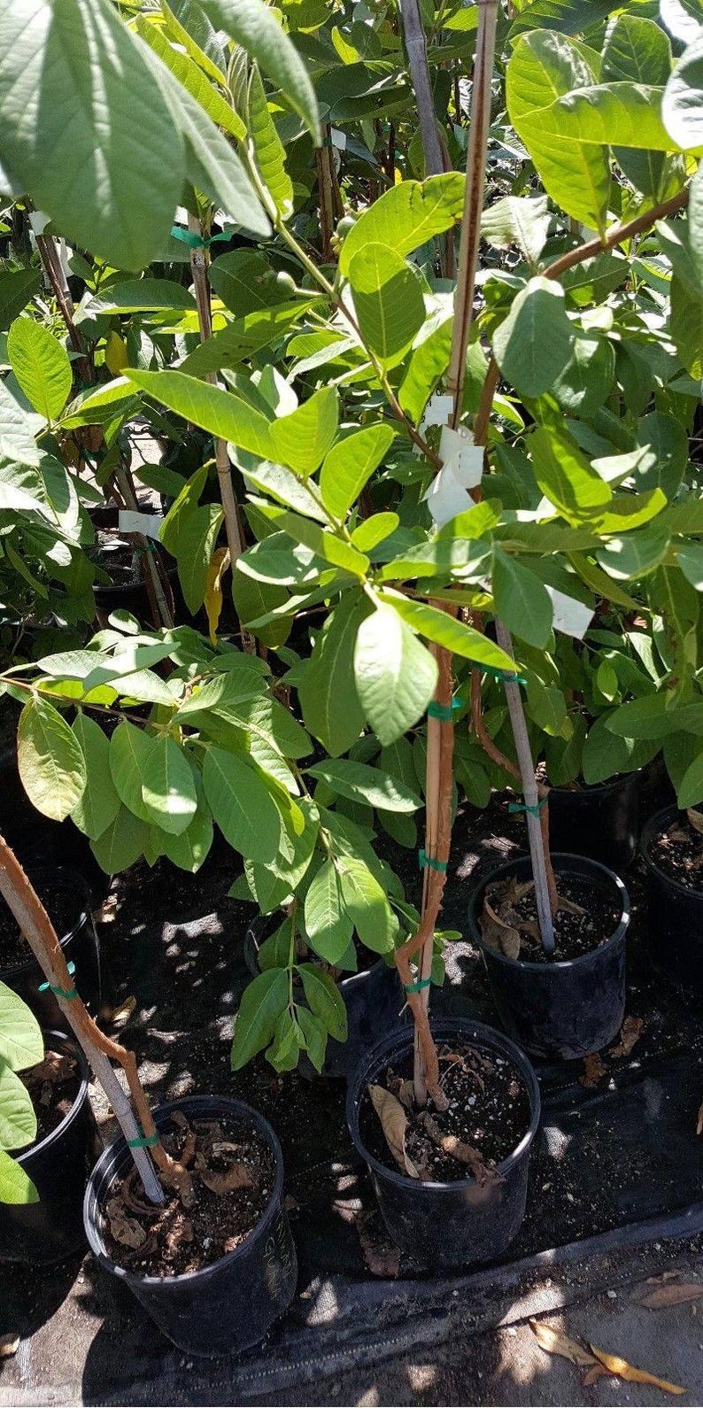 Taiwan Century Guava Plant 3 Gal Pot White Flesh Self-Fertile Tropical Fruit Psidium guajava