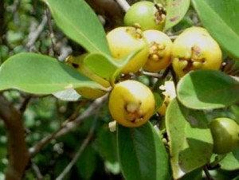 Lemon Guava Plant in 6" Pot - Psidium Littorale - Tropical Fruit for Container Gardening
