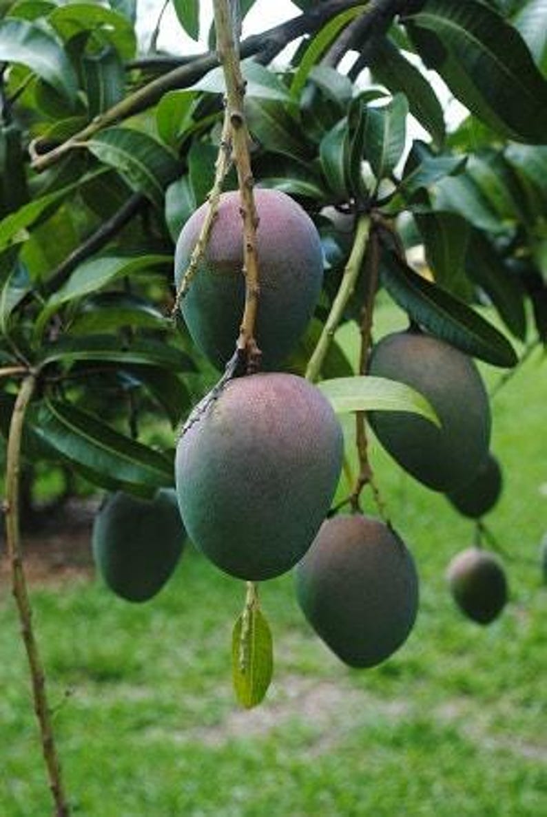 Grafted Kent Mango Tree - 1 Foot Live Plant in 6-Inch Pot - Mangifera indica - Tropical Fruit Tree for Garden or Patio